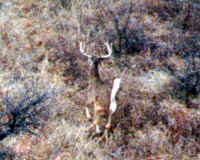 Deer from air 2 2-17-00.JPG (293545 bytes)