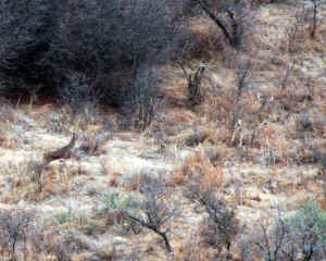 Deer from air 4  2-17-00.JPG (431924 bytes)