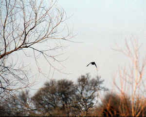 Duck landing and cropped  for web 2-21-00.JPG (379648 bytes)