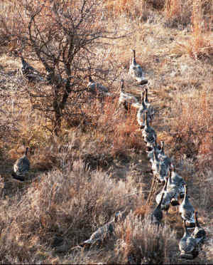 Turkeys Walking and cropped for web 2-21-00.JPG (438872 bytes)