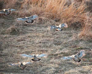 Turkeys landing and cropped for web 2-21-00.JPG (384807 bytes)